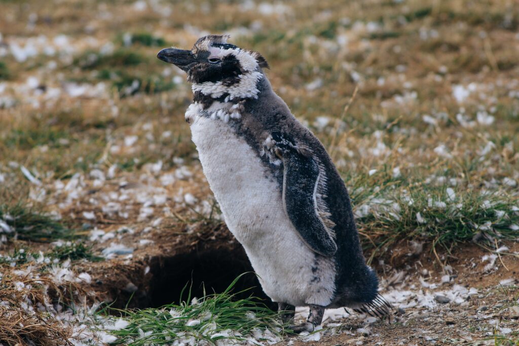 Pinguino en Isla Magdalena